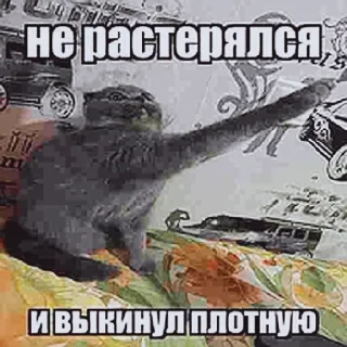 🐱 emoji Вовчекпробаскет @vovchekprobasket ➡️ @Ctikerubot Telegram sticker 19 of 120