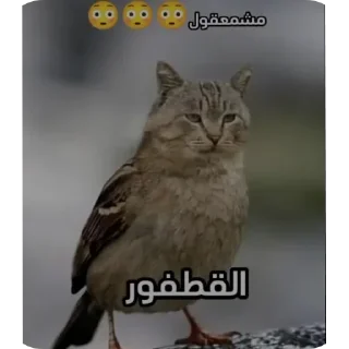 🐦 emoji Вовчекпробаскет @vovchekprobasket ➡️ @Ctikerubot Telegram sticker 15 of 120