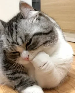 🫢 emoji пупсич старший Telegram sticker 20 of 81