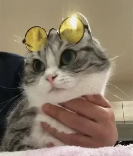 😎 emoji пупсич старший Telegram sticker 13 of 81