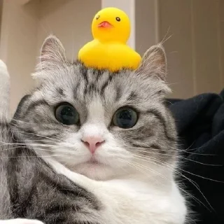 🐤 emoji пупсич старший Telegram sticker 8 of 81
