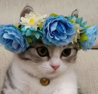 🌺 emoji пупсич старший Telegram sticker 11 of 81