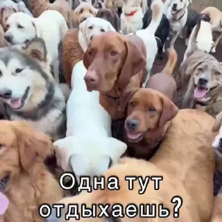 😏 emoji Не заходи сюда👉🏻 @stikiin Telegram sticker 5 of 50