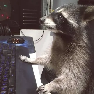 🩶 emoji raccoons Telegram sticker 12 of 32