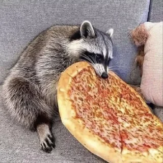 🩶 emoji raccoons Telegram sticker 19 of 32