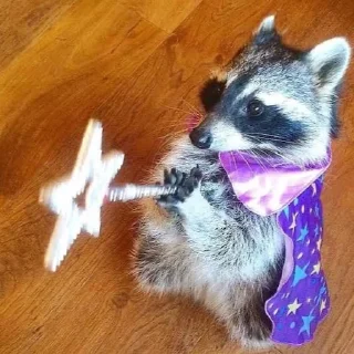 🩶 emoji raccoons Telegram sticker 14 of 32