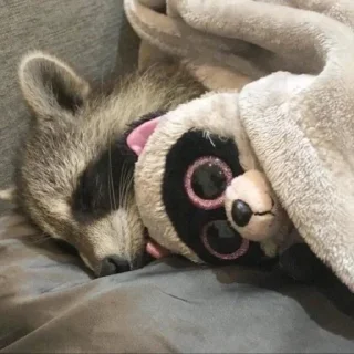 🩶 emoji raccoons Telegram sticker 21 of 32