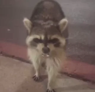 Sticker from raccoon <3