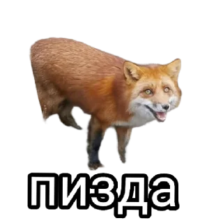 😳 emoji Ася Telegram sticker 19 of 26
