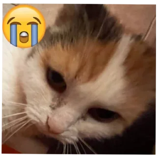 😭 emoji Ася Telegram sticker 16 of 24