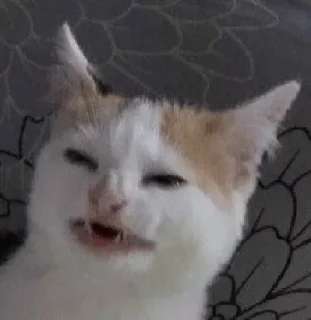 🙂 emoji Папугофицылстикз — @stckrRobot Telegram sticker 4 of 120