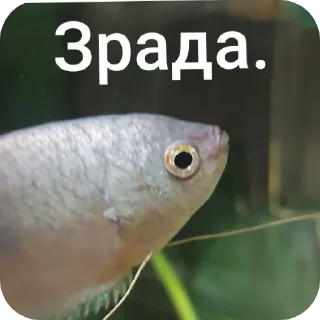 💔 emoji Гурамі золотий | by @MrFaulpelz Telegram sticker 23 of 61
