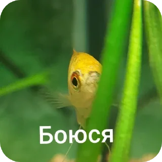 😰 emoji Гурамі золотий | by @MrFaulpelz Telegram sticker 18 of 61