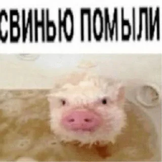 🫛 emoji ну и хуйня Telegram sticker 17 of 42