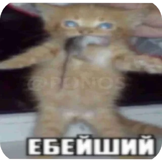 👄 emoji Росгвардия Telegram sticker 14 of 68