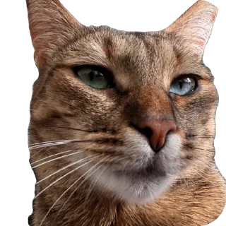 🫥 emoji Міла Telegram sticker 13 of 14