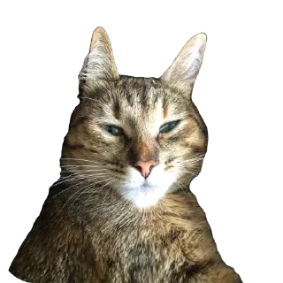 🫥 emoji Міла Telegram sticker 11 of 14