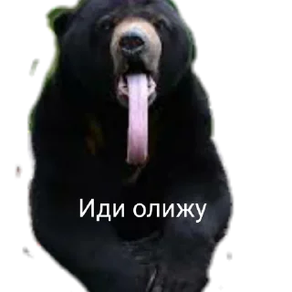 👅 emoji Медведи Telegram sticker 12 of 13