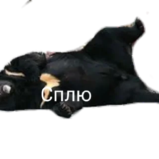 💤 emoji Медведи Telegram sticker 5 of 13