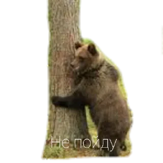 🖕 emoji Медведи Telegram sticker 8 of 13