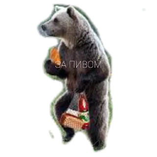 🍺 emoji Медведи Telegram sticker 6 of 13