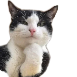 🐱 emoji Милтон Telegram sticker 23 of 30