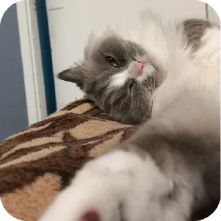 🐱 emoji Милтон Telegram sticker 8 of 30
