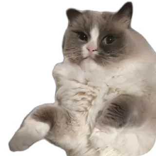 🐱 emoji Милтон Telegram sticker 4 of 30