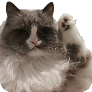 🐱 emoji Милтон Telegram sticker 20 of 30