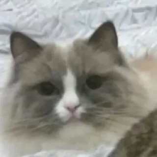 🐱 emoji Милтон Telegram sticker 6 of 30