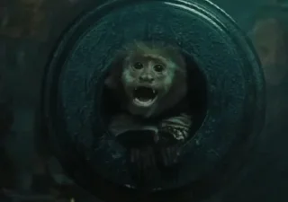 Sticker from Funny monkeys