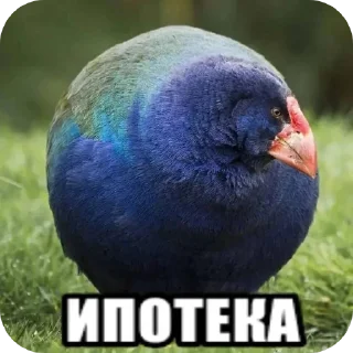 🐦 emoji Адольф Гитлер Telegram sticker 16 of 30