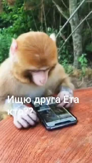 🤩 emoji Бибизянко ат @S1nchick @TgEmodziBot Telegram sticker 21 of 48
