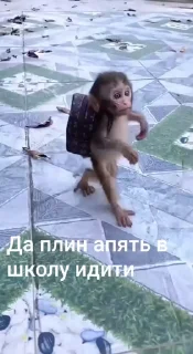 🤩 emoji Бибизянко ат @S1nchick @TgEmodziBot Telegram sticker 24 of 48