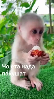 🤩 emoji Бибизянко ат @S1nchick @TgEmodziBot Telegram sticker 23 of 48