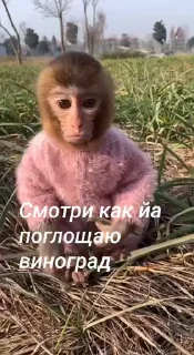 🤩 emoji Бибизянко ат @S1nchick @TgEmodziBot Telegram sticker 11 of 48