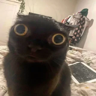 Sticker from котятки