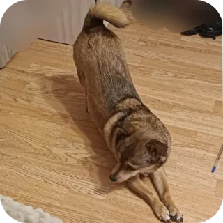 🐶 emoji Пёс Гомо Telegram sticker 21 of 120