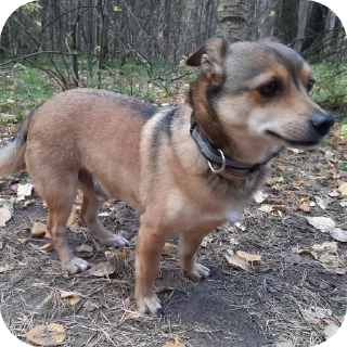 👍 emoji Пёс Гомо Telegram sticker 5 of 120