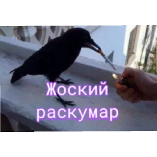 Sticker from Кацу