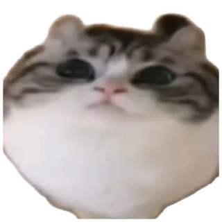Sticker from хуйня всякая