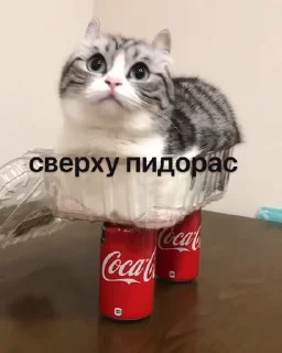 🤩 emoji Камару ➡️ @Ctikerubot Telegram sticker 7 of 21