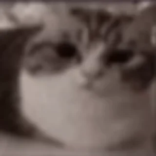 🤩 emoji Камару ➡️ @Ctikerubot Telegram sticker 6 of 21
