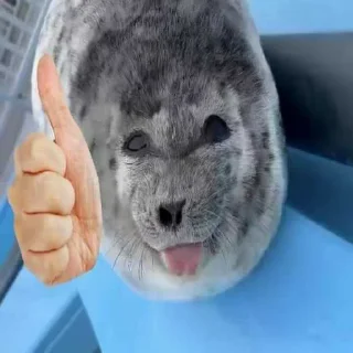👍 emoji Seals❤️🦭 ➡️ @Ctikerubot Telegram sticker 19 of 41