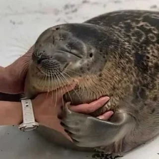 😍 emoji Seals❤️🦭 ➡️ @Ctikerubot Telegram sticker 7 of 41