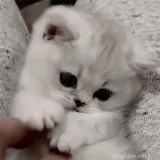 😖 emoji мы котики♡♡ Telegram sticker 15 of 31