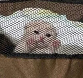 🙀 emoji мы котики♡♡ Telegram sticker 19 of 31