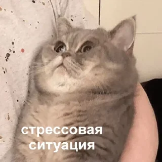 🤨 emoji ZнакиПиzдеца — @stckrRobot Telegram sticker 22 of 114