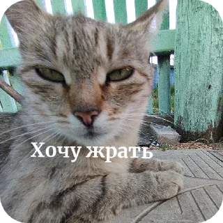 Sticker from Мурзик😸
