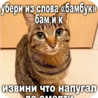 🐱 emoji фонтан детей навук💀 Telegram sticker 1 of 116
